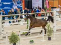 Un magnifique étalon sf, fier et puissant, défile dans une arène sous le regard des spectateurs.