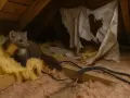 Jak kuna wchodzi na dach i jak się przed nią chronić?