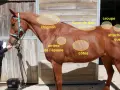 Un cheval bai, marqué par la sueur de cheval, est examiné par une femme. Des zones de son corps sont mises en évidence.