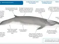 Ilustración detallada de una ballena rorcual común, mostrando sus características anatómicas y datos sobre su tamaño y peso.