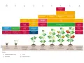 Schemat uprawy pomidorów w gruncie, od kiełkowania do dojrzewania owoców, z zastosowaniem różnych preparatów.