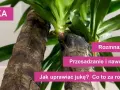 Jaki nawóz do juki domowej, aby uniknąć błędów w pielęgnacji?