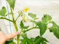 Finger zeigt auf einen Triebansatz an einer Tomatenpflanze, der zum Ausgeizen bereit ist. Gelbe Blüten sind sichtbar.