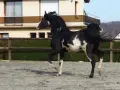 Un magnifique étalon pur sang arabe, noir et blanc, galope dans une carrière. Sa crinière flotte au vent, témoignant de sa puissance et de sa grâce.