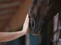 Une main caresse le museau d'un cheval. Une connexion douce, qui nous rappelle pourquoi les chevaux ne peuvent pas vomir.