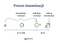 Schemat procesu inseminacji: od stymulacji owulacji (8-14 dni), przez indukcję owulacji, do zabiegu inseminacji (36 h).