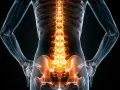 Anatomia człowieka z podświetlonymi kręgami lędźwiowymi i miednicą. Widoczne są mięśnie kręgosłupa lędźwiowego.