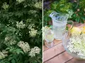 Fläderträd i full blom. Bredvid en karaff med fläderblomsaft, ett glas och en skål med fläderblommor och citroner.