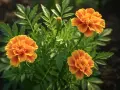 Tre soliga marigold svenska blommor med gröna blad. En knopp väntar på att slå ut.