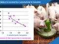 Suinetti affamati si accalcano attorno a un mangiatoio, mentre un grafico mostra l'assunzione di cibo per maiale.