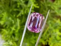 Una splendida kunzite rosa tenuta da una pinzetta, che ne esalta le proprietà e la brillantezza.