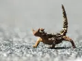 Kolczatka australijska, jedno z najdziwniejszych zwierząt świata, na tle szarego podłoża.