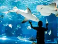 Chłopiec z zachwytem patrzy na rekiny i płaszczki w oceanarium w Walencji.