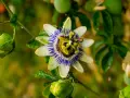 Passiflora in fiore, con gocce di pioggia sui petali bianchi e blu. Le sue proprietà sono note per il benessere.
