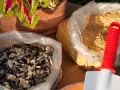 Due sacchi trasparenti contengono concime naturale per piante: uno con scaglie scure, l'altro con granuli gialli. Una paletta rossa e bianca è appoggiata su uno dei sacchi.