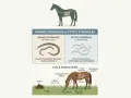 Illustration du cycle des strongles chez le cheval, montrant les grands et petits strongles, leurs dégâts et leur cycle parasitaire.
