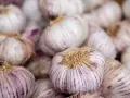 Główki czosnku z fioletowymi prążkami. Zastanawiasz się, czym pryskać czosnek na choroby grzybowe? Naturalne metody mogą pomóc.