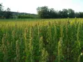 Campo rigoglioso di quinoa pianta, con spighe dorate che ondeggiano al sole. Alberi sullo sfondo creano un contrasto verde.
