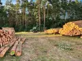 Wycinka drzew jaki VAT – uniknij niepotrzebnych kosztów i błędów