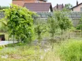 Woda na działce po deszczu, zalane trawniki i młode drzewka. W tle domy i szklarnia.