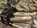 Potężny chwytak do drewna przygotowuje się do chwycenia stosu świeżo ściętych pni.