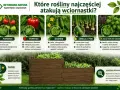 Wciornastki atakują pomidory, paprykę, ogórki, cebulę, por, zioła i rośliny ozdobne. Oprysk jest ważny przy upałach i gęstych nasadzeniach.