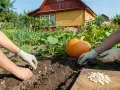 Ręce w rękawiczkach sadzą pestki dyni do ziemi. W tle duża dynia i dom. Oto jak przygotować pestki dyni do sadzenia.