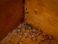 Esquina de madera con restos de mudas de chinches y sus pequeñas cagadas negras.