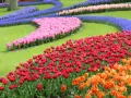 Kolorowe rabaty z tulipanami i hiacyntami tworzą malowniczy krajobraz, idealny do odkrywania najlepszych miejsc do zobaczenia tulipanów.