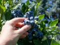 Dłoń zbiera dojrzałe borówki z krzaka. To jakby książę borówka zapraszał do degustacji.