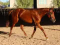 Magnifique cheval bai en mouvement dans une carrière, prêt pour un prix cheval CSO 5 étoiles.