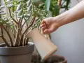 Mano regando un árbol de jade, cuidando sus hojas carnosas. El riego adecuado es clave para los cuidados del árbol de jade.