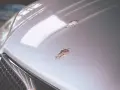 Bird droppings mar the shiny hood of a car, showing how to clean bird poop off car.