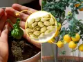Od pestki do drzewka cytrynowego: mały kiełek w dłoni, skupisko pestek cytryny i dojrzałe owoce na gałęziach.