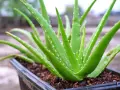 Zielony, soczysty aloes leczniczy w czarnej doniczce. Jego grube liście z ząbkowanymi brzegami tworzą gęstą rozetę.