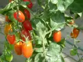 Pomodori ciliegino maturi e verdi su un ramo. L'olio di neem protegge le piante da parassiti, garantendo frutti sani.