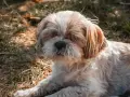 Słodki shih tzu leży na trawie, jego puszysta sierść i łagodny wyraz pyska sugerują idealną wagę dla tej rasy.