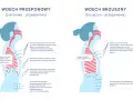 Ilustracja pokazuje dwa typy wdechu: przeponowy i brzuszny. W obu przypadkach mięśnie międzyżebrowe stabilizują klatkę piersiową, a przepona pracuje.