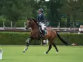 Cavalier et cheval brun en plein saut, con quidam rb.