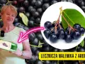 Nalewka z aronii: na co pomaga? Właściwości i dawkowanie