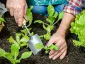 Hands planting young romaine lettuce seedlings in dark soil. This is the perfect time to plant romaine lettuce for a fresh harvest.