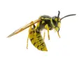 Una avispa chaqueta amarilla, con sus alas transparentes y cuerpo a rayas, se cierne en el aire.