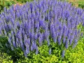 Ein üppiger **Steppen Salbei** blüht in leuchtendem Lila neben gelben Blüten.