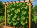 Zucchine trombetta pendono da una rete sotto una pergola in legno, pronte per essere raccolte.