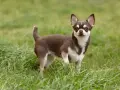 Mały, brązowo-biały piesek rasy chihuahua stoi na zielonej trawie, gotowy do zabawy.