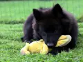 Czarny szczeniak rasy eurasier bawi się żółtą zabawką na trawie. Zastanawiasz się nad eurasier cena?