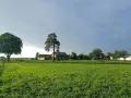 Zielone pole i domy wiejskie pod zachmurzonym niebem. Może to być krajobraz, gdzie rozważana jest opłata za wyłączenie gruntu z produkcji rolnej.