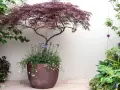 A striking Japanese maple in a pot, surrounded by lush greenery and delicate purple and white flowers, creates a serene garden scene.