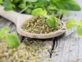 Getrockneter Oregano auf einem Holzlöffel, bereit zum Würzen. Frische Blätter daneben zeigen, wie man Oregano trocknen kann.