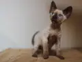 Gdzie znaleźć koty Devon Rex w Zachodniopomorskim - ceny i hodowle